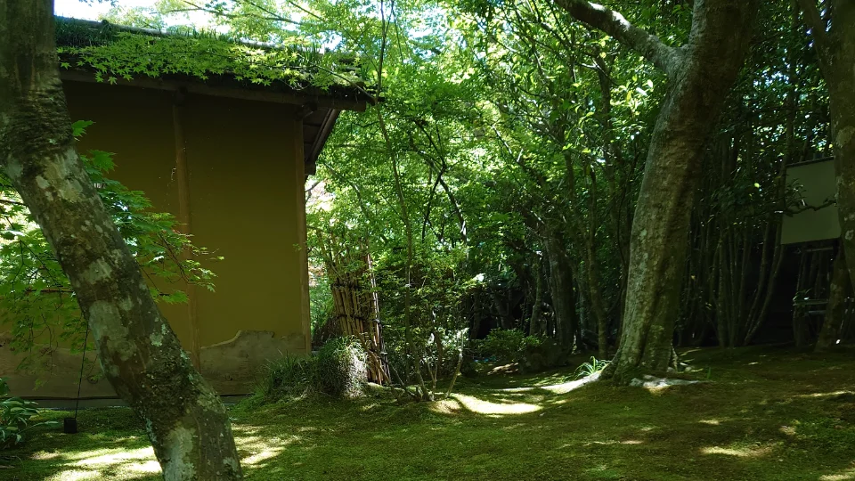 猫又の薬屋