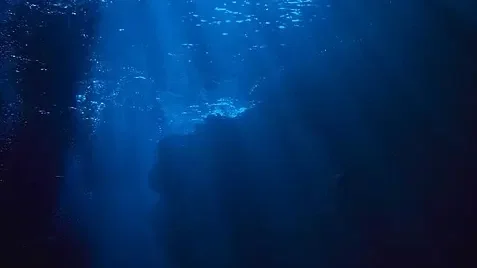 クジラの骨
