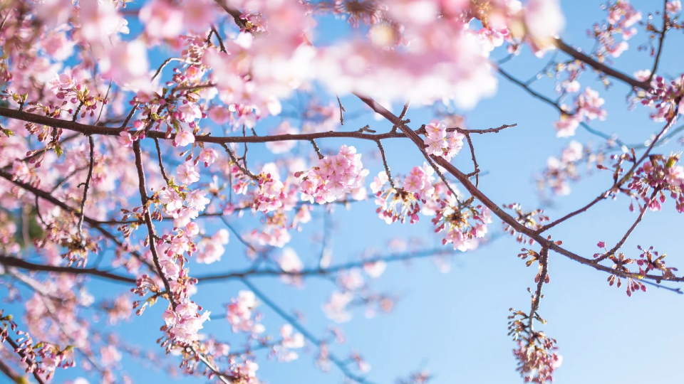 生徒会代表の始業式のスピーチ