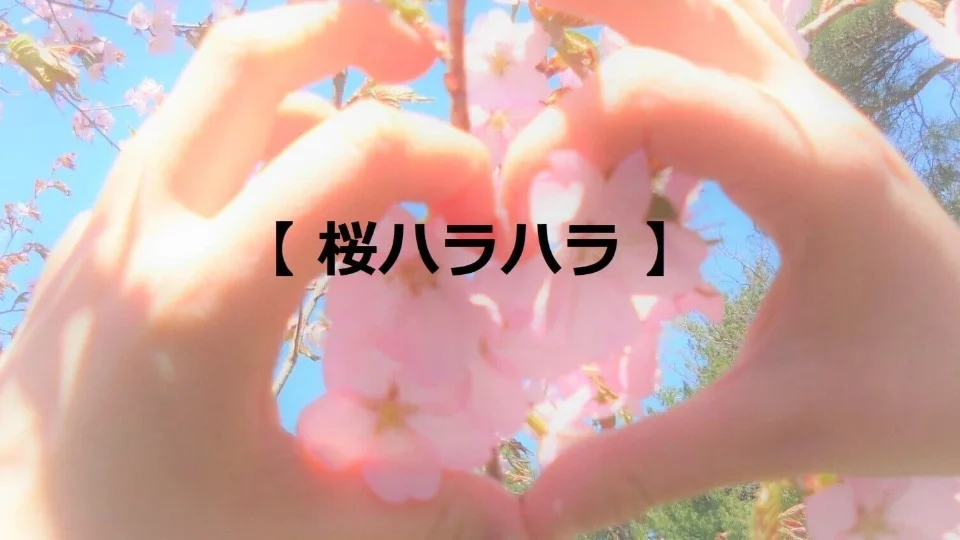 台本【桜ハラハラ】