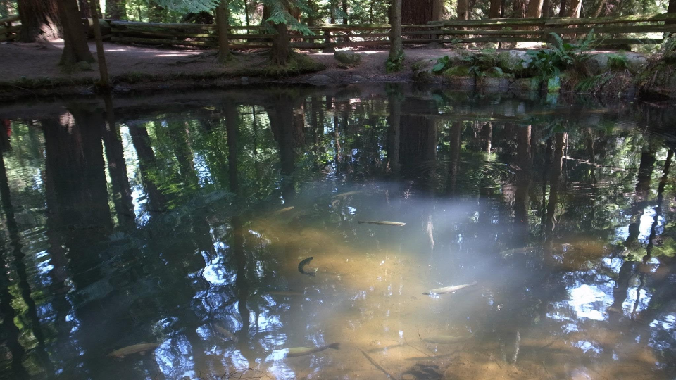 抜粋『その口付けは、泥と魚の匂いがした。』