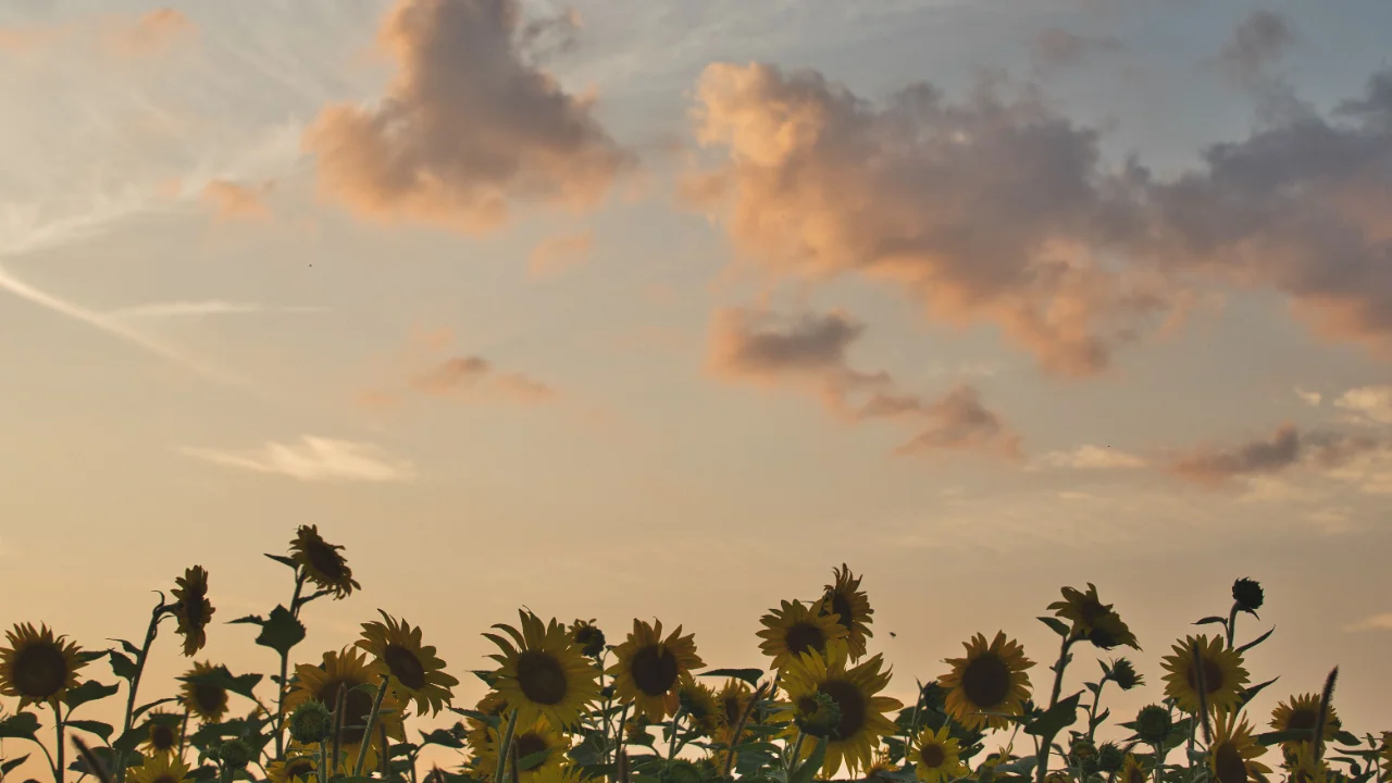叶わぬ恋と知りながら…