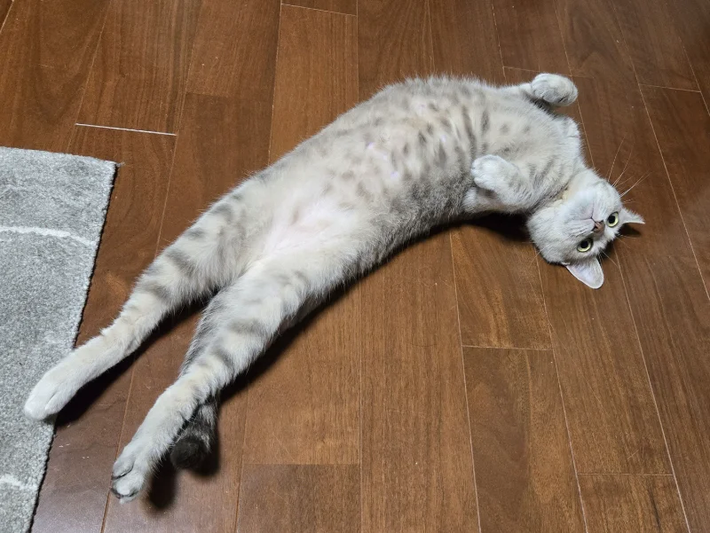 犬、もしくは猫が落ちている風景