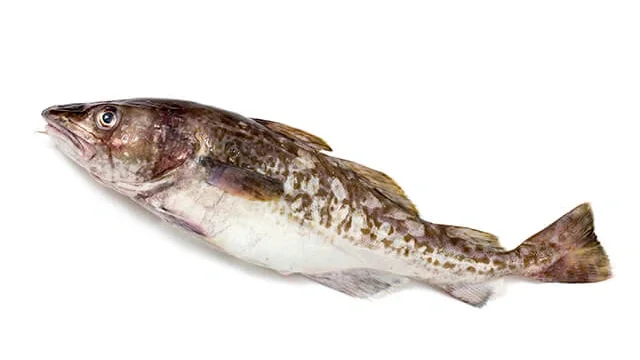 悪党（音量注意）